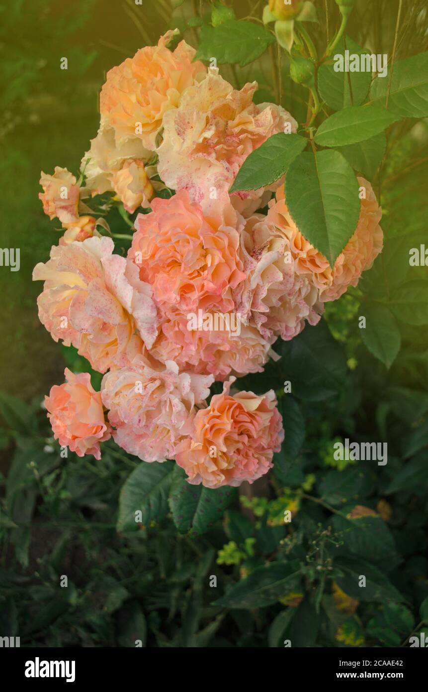 Fleur d'orange rosa Crown Princess Margareta dans le jardin Banque D'Images