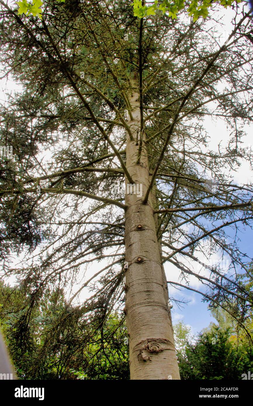 Un sapin noble, Abies procera, également connu sous le nom de sapin argenté dans la langue standard, est une espèce de sapin, Abies, de la famille des pins, Pinaceae Banque D'Images