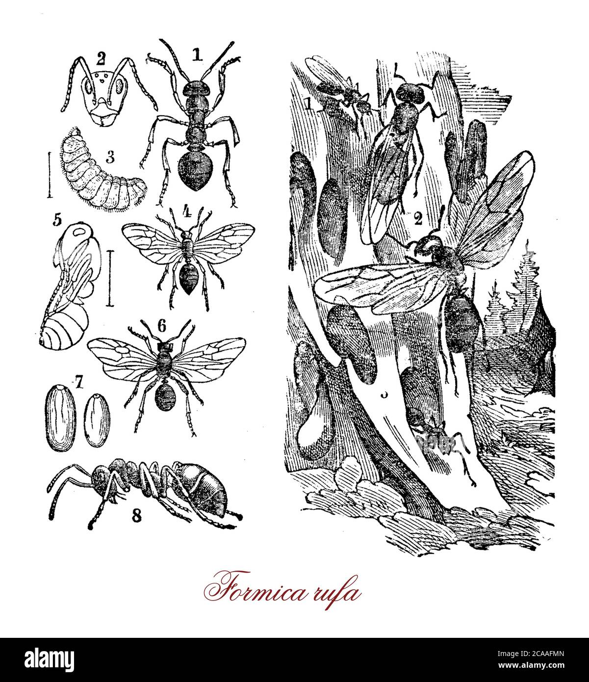 Formica rufa ou fourmi de bois rouge vit dans les forêts de conifères, les travailleurs sont colorés en rouge, ont de grandes mandibles et sont capables de pulvériser l'acide formique de leurs abdomens comme défense, les nids sont grands et en forme de dôme. Banque D'Images