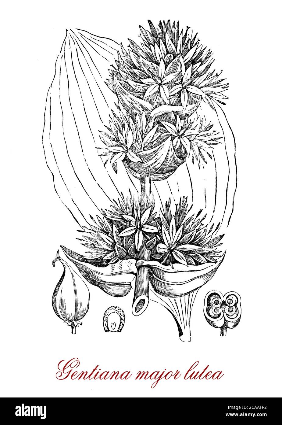 Gentiana lutea majeure ou gentiane jaune est une plante alpine à fleurs jaunes, utilisée en médecine de fines herbes et comme digestif amer Banque D'Images