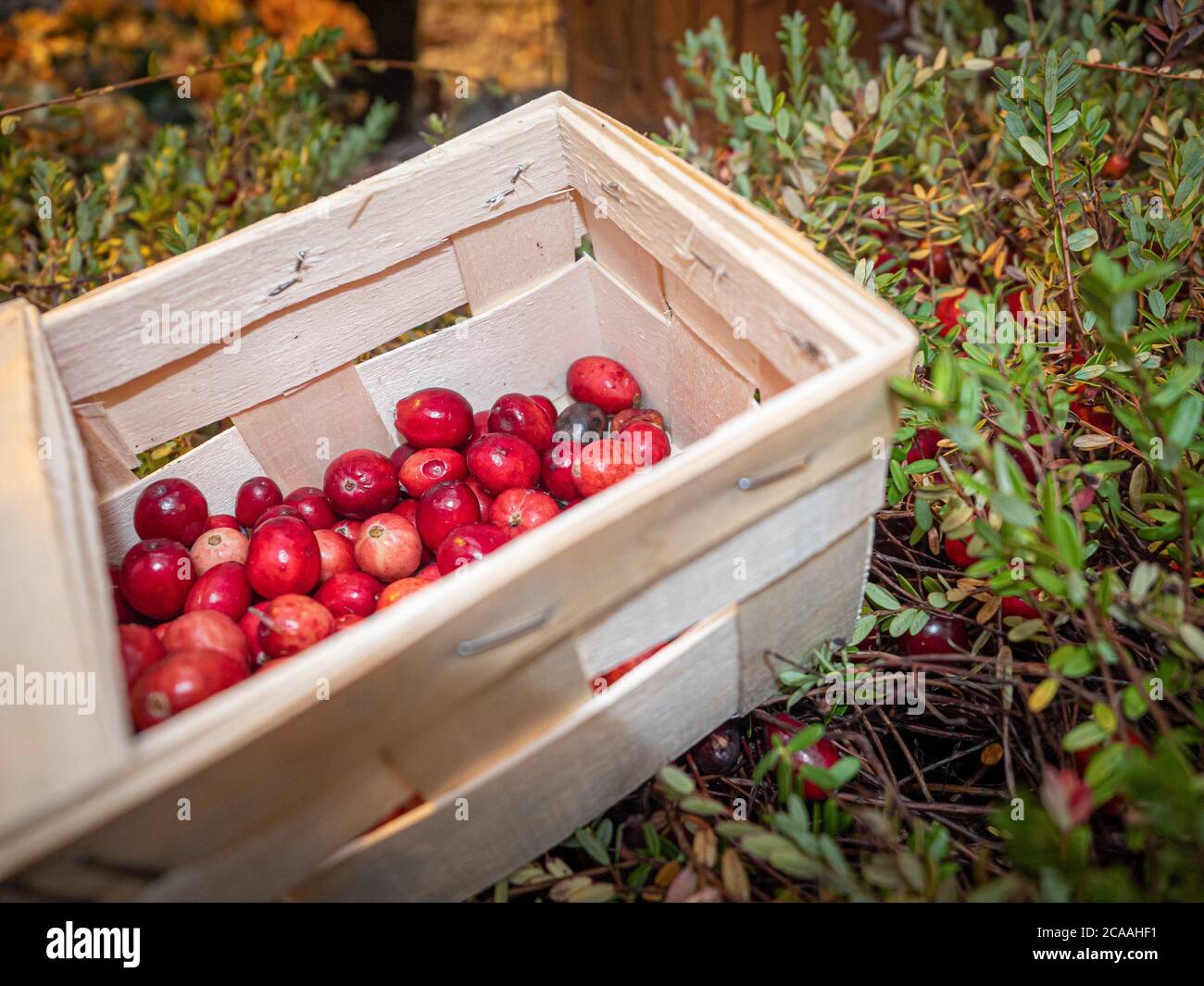 De grandes baies de lingonis dans un panier en bois sont situées sur le dessus du feuillage vert. Récolte de canneberges fraîches Banque D'Images