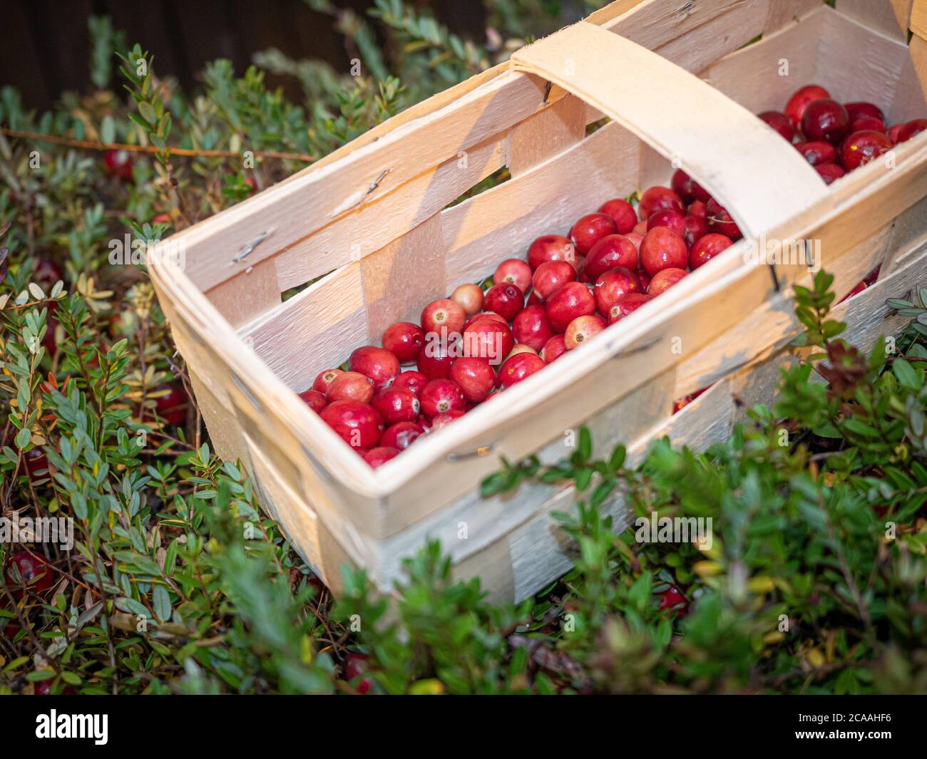 De grandes baies de lingonis dans un panier en bois sont situées sur le dessus du feuillage vert. Récolte de canneberges fraîches Banque D'Images