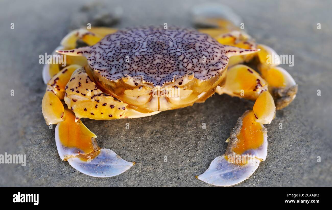 crabe jaune sur le sable à la plage, une coquille forte pour la protection et une grande griffe pour la défense, ce crustacé est un bon combattant. photo macro Banque D'Images