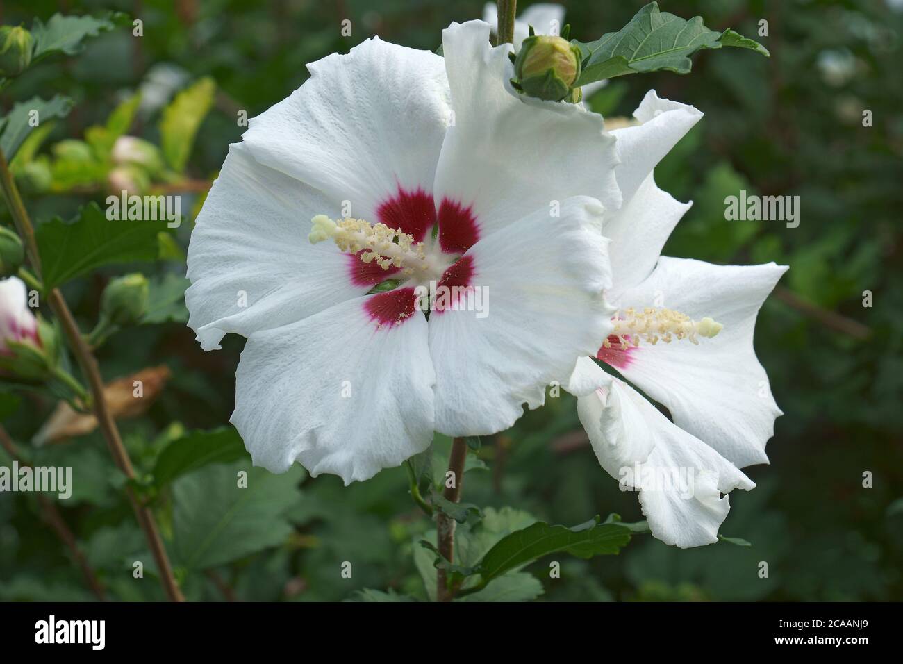 Rose de Sharon (Hibiscus syriacus). Appelé aussi la kétamia syrienne et la malow rose Banque D'Images