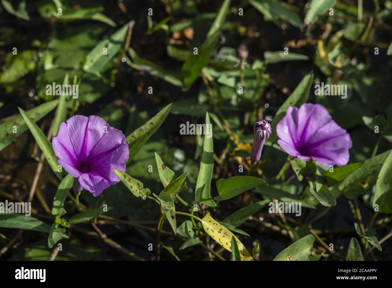 Épinard à eau, Ipomoea aquatica, Convolvulaceae, Ouagadougou, Burkina Faso, Afrique Banque D'Images