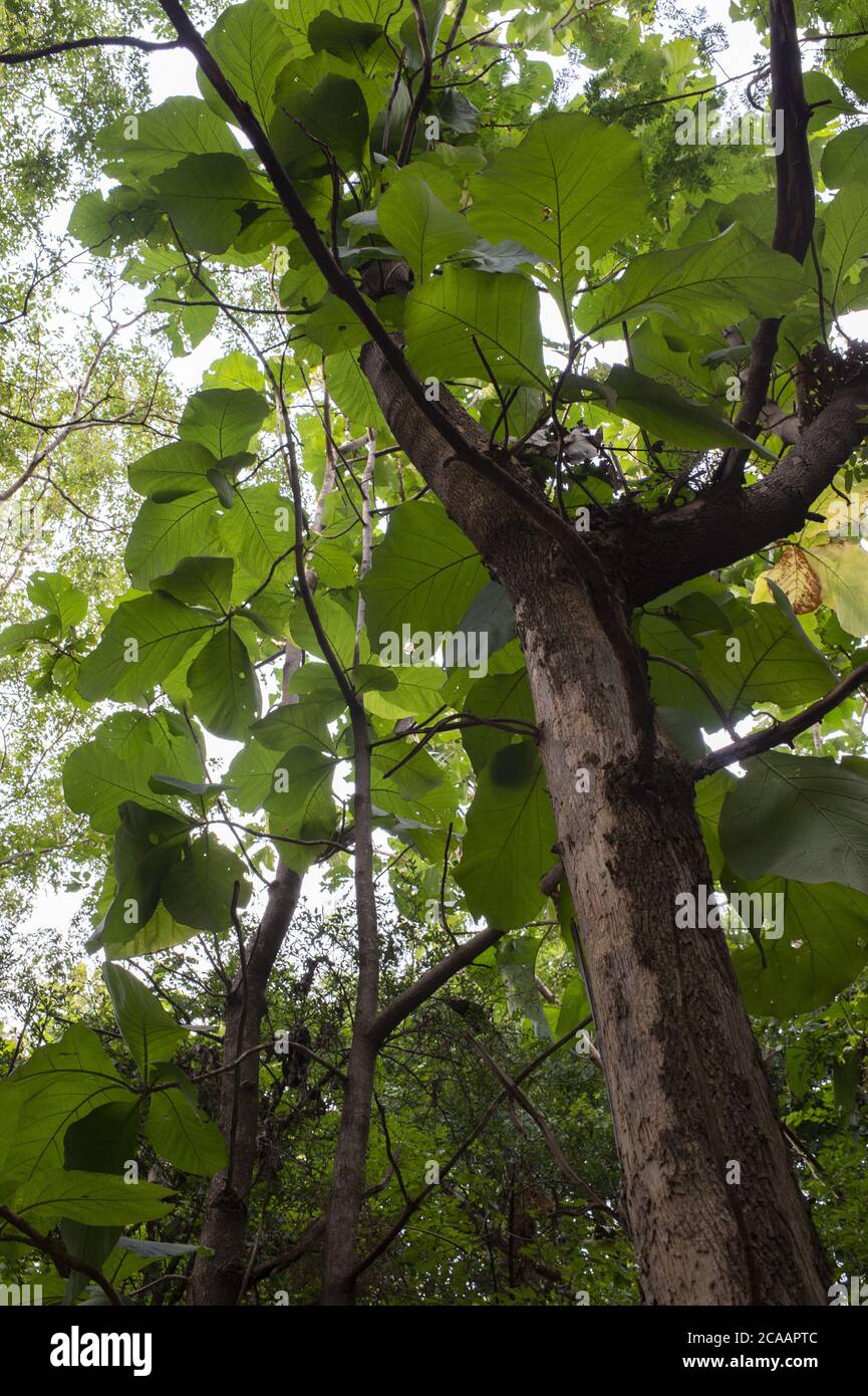 Arbre de teck, Tectona grandis, Verbenaceae, Ouagadougou, Burkina Faso, Afrique Banque D'Images