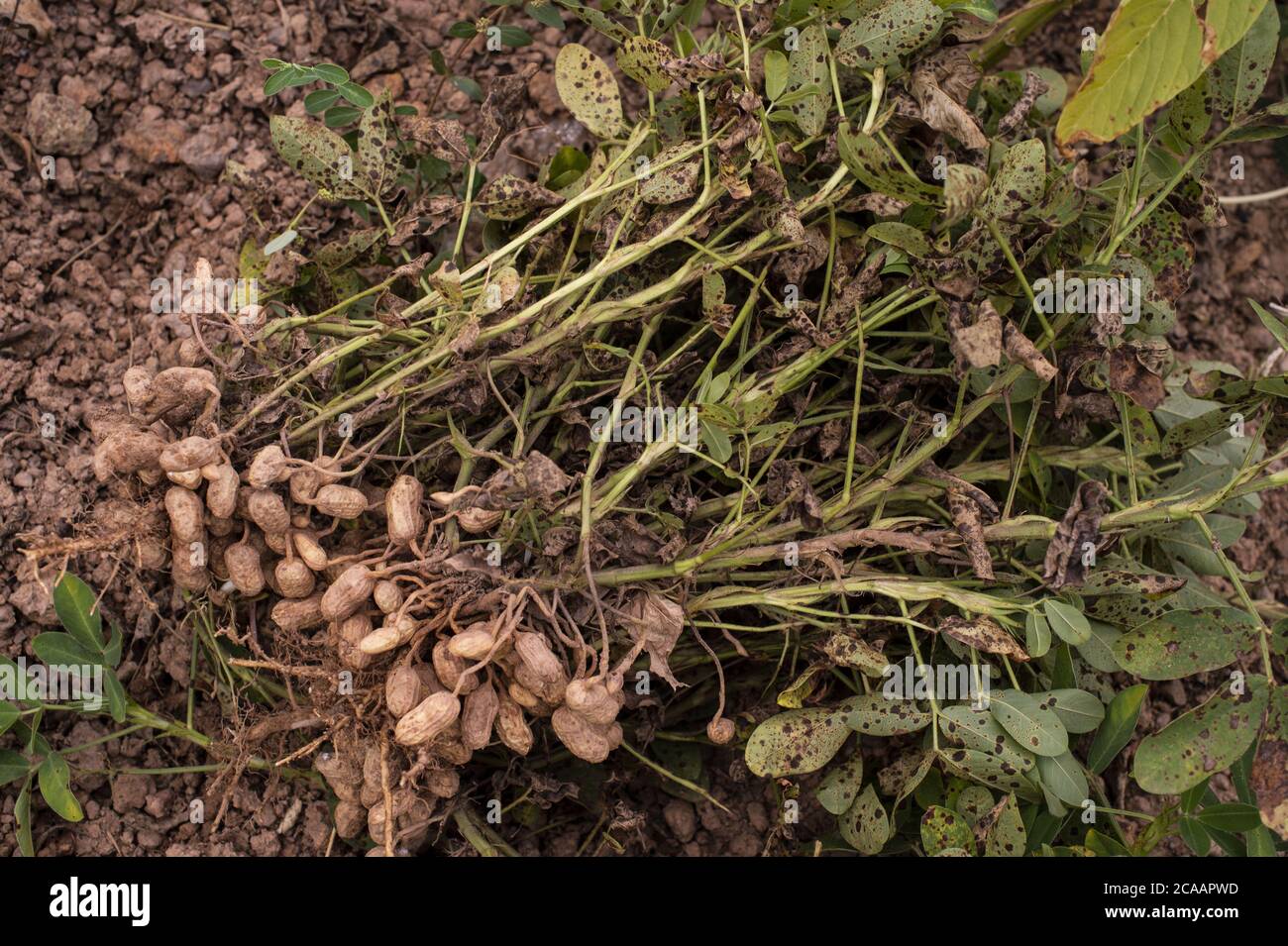Récolte des arachides, Arachis hypogaea, ‎Fabaceae, Ouagadougou, Burkina Faso, Afrique Banque D'Images