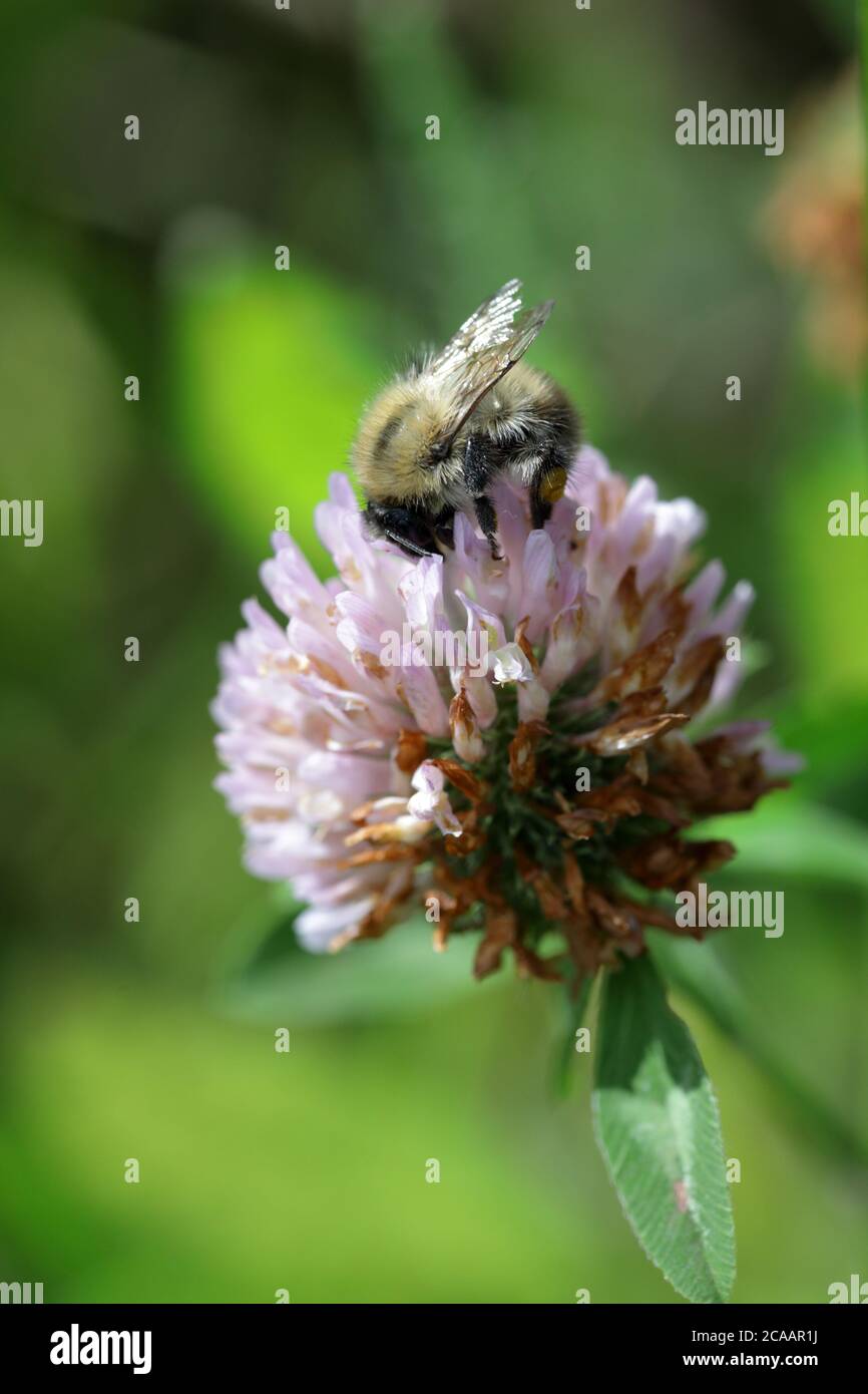 Un mâle blanchi au soleil, une abeille cardée de Moss (Bombus muscorum) Sur une fleur de trèfle rose (Trifolium) Banque D'Images
