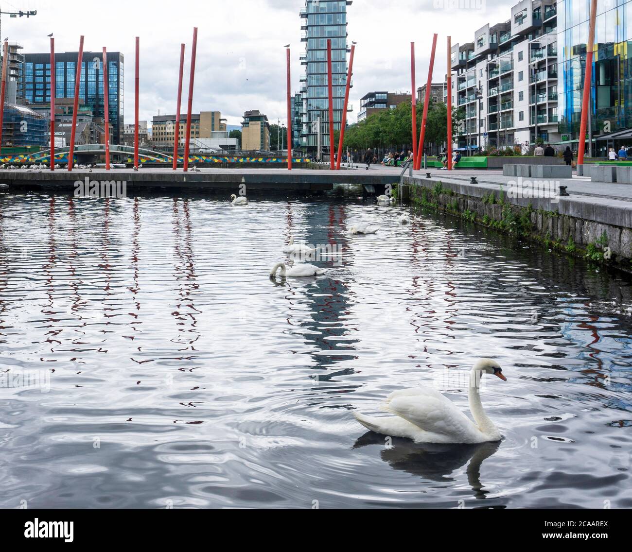 Un groupe de cygnes à Grand Canal Dock, en Irlande, ajoutant de la variété à la capitale technologique de l'Irlande. Banque D'Images