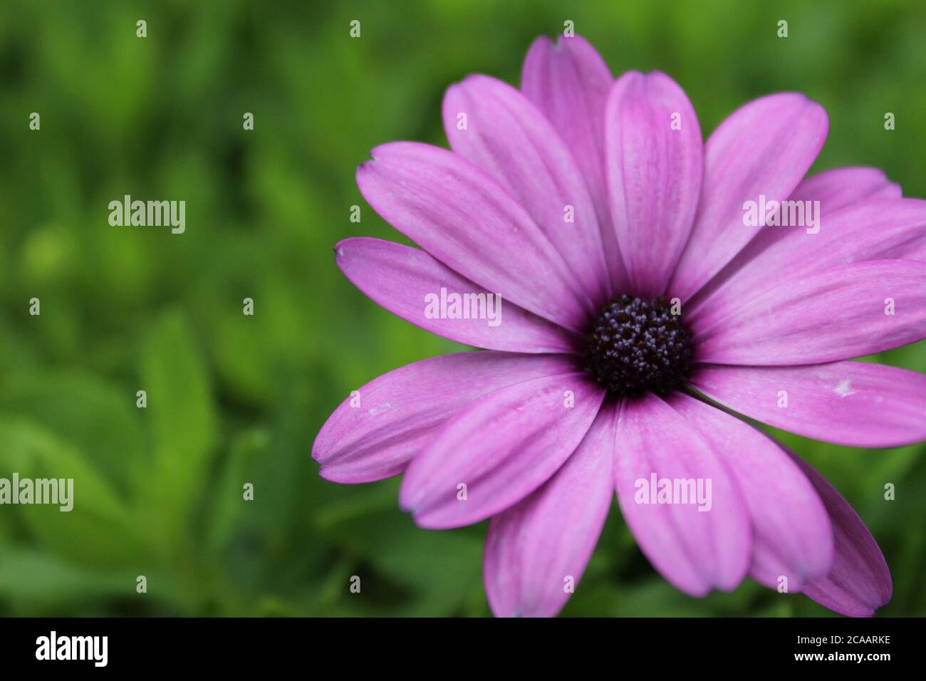 Gros plan d'une fleur violette. Banque D'Images