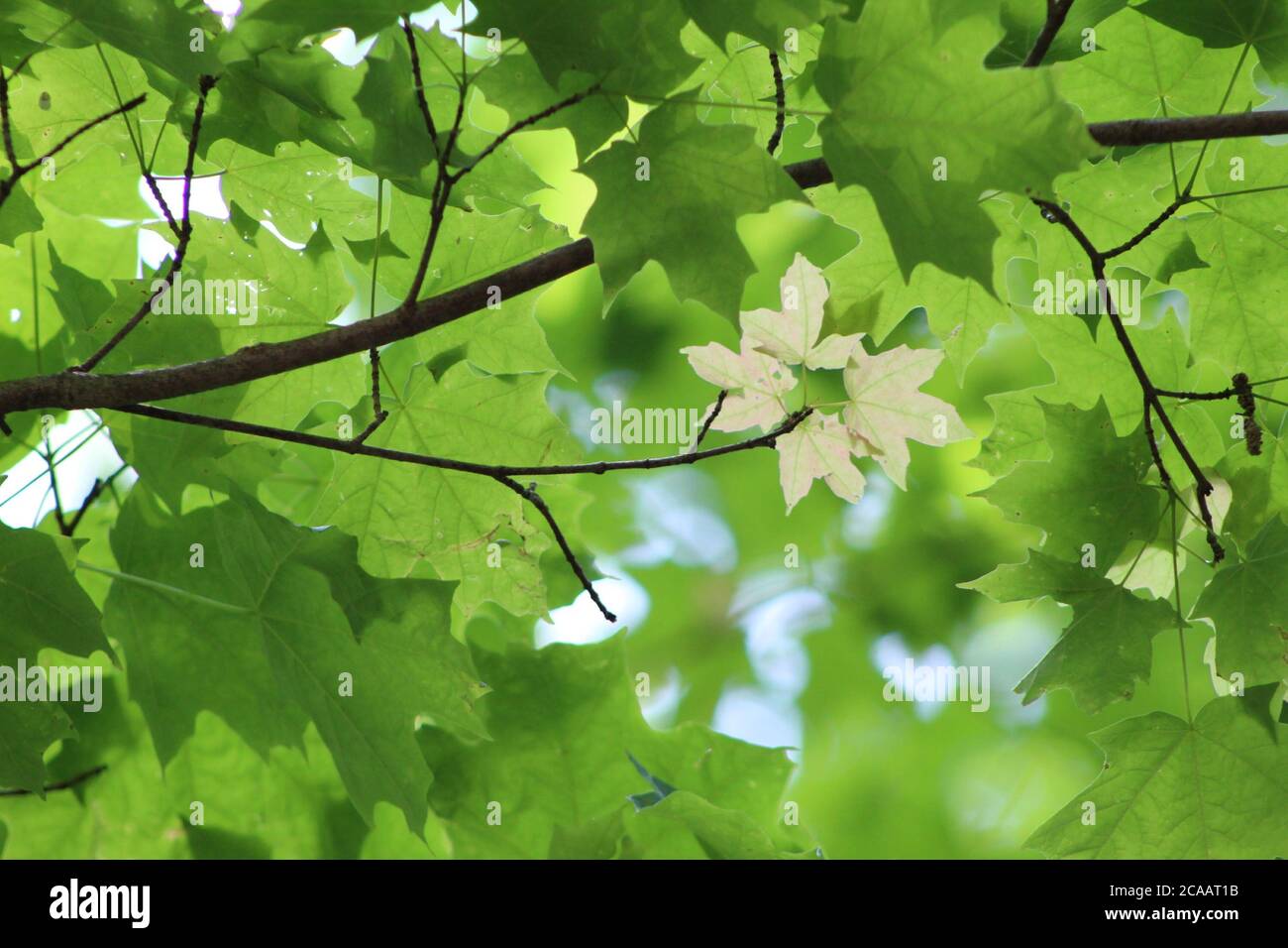 Les feuilles qui sont sur un arbre, mais l'une est une autre nuance de vert. Banque D'Images