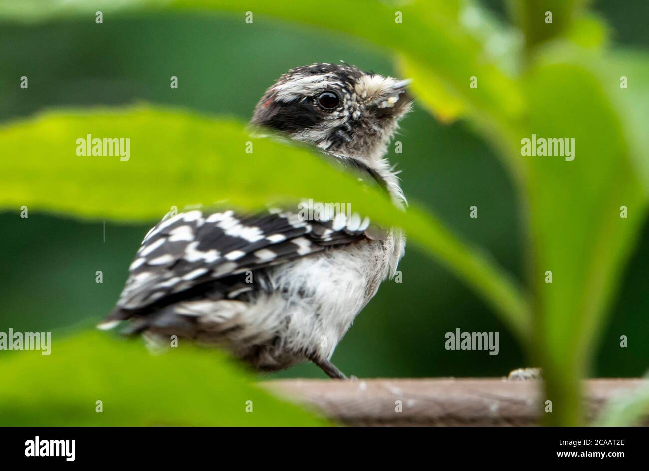 Petit pic Banque D'Images