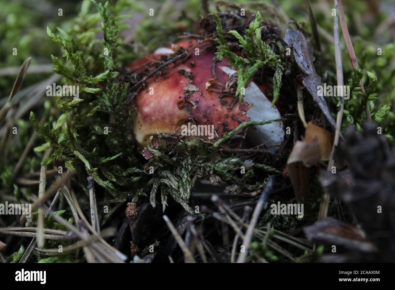 champignons de la forêt cueillette de champignons cueilleurs de champignons chasse tranquille champignon végétarisme sur une jambe blanche et chapeau marron boletus blanc champignons comestibles Banque D'Images