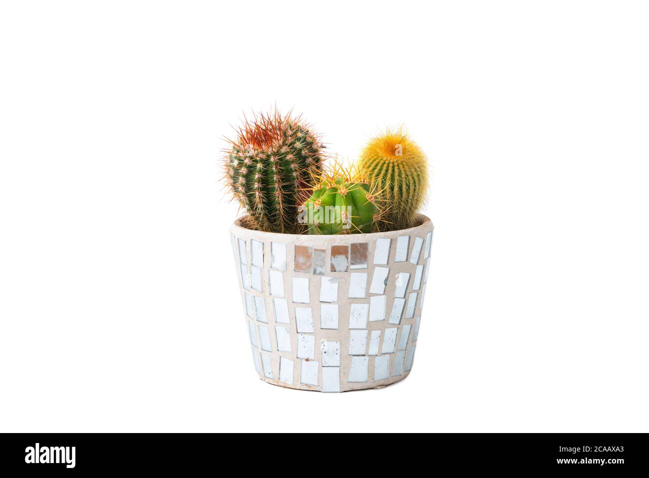 Trois types de plantes de cactus dans un pot isolé sur fond blanc. Usine de maison. Personne Banque D'Images