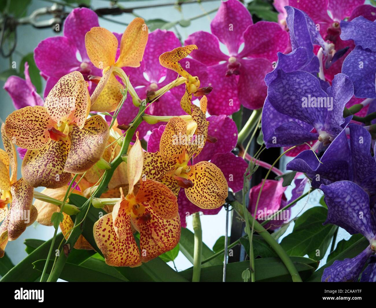 fleurs exotiques d'orchidées mélangées avec pétales et sépales dorés, bleus et violets sur des tiges vertes pour un affichage pastel éclatant Banque D'Images