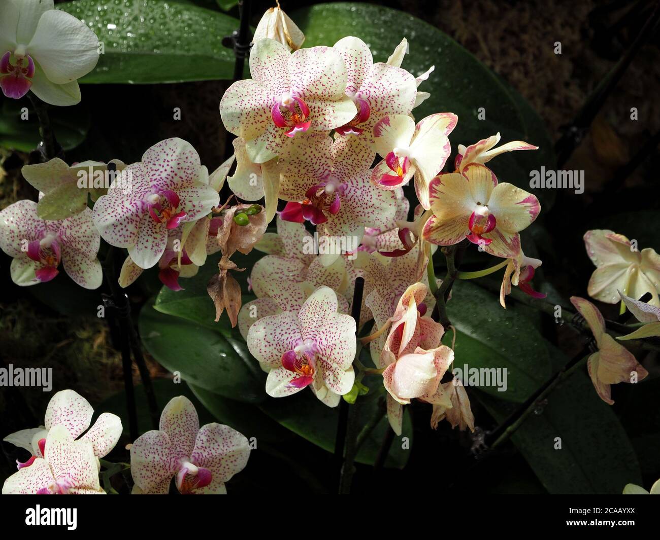 exposition mixte de fleurs exotiques d'orchidées tropicales avec délicat minuscule taches/rayures violettes sur les pétales et les sépales crème avec petit labellum rose foncé Banque D'Images