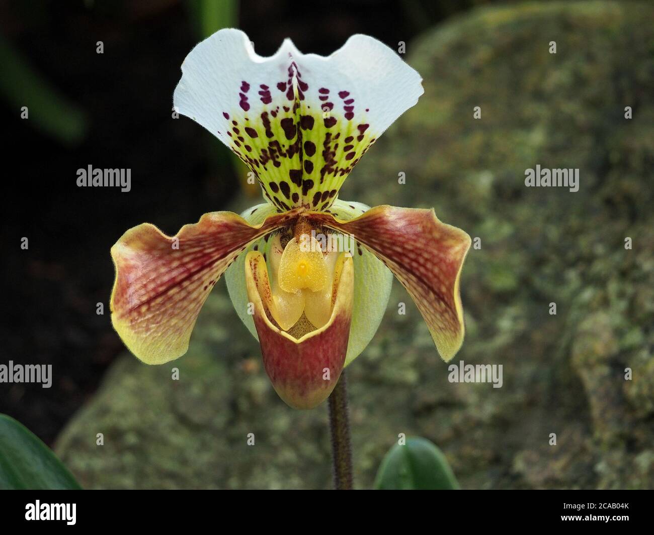 Fleur exotique colorée d'orchidée tropicale du slipper de Vénus sp  Paphiopedilum (Une de la famille Slipper ou Ladies Slipper -  Cypripedioideae Photo Stock - Alamy