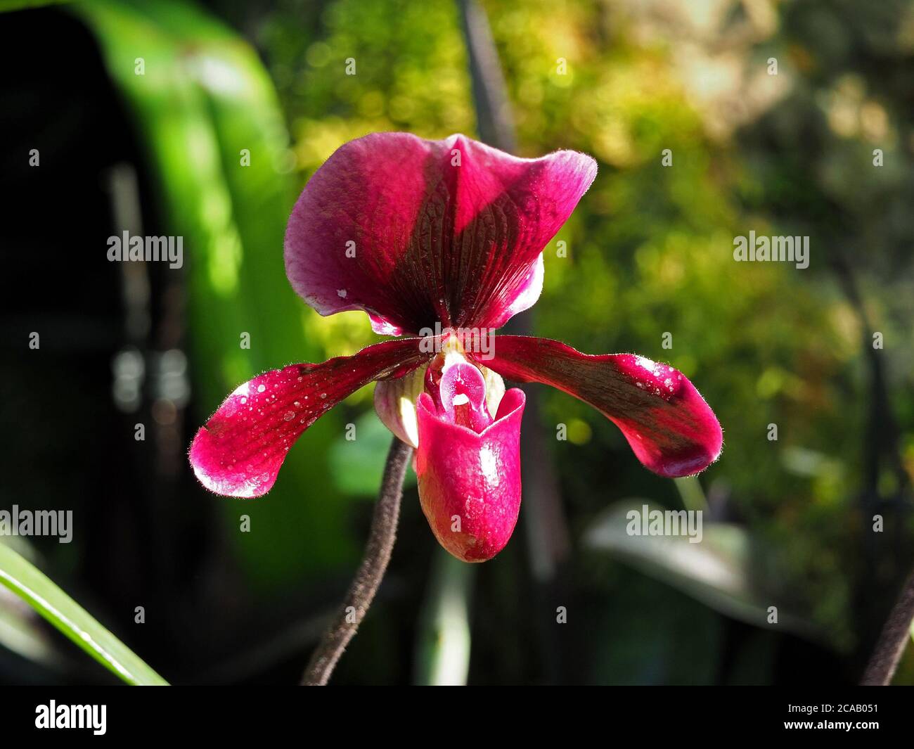 Fleur exotique colorée d'orchidée tropicale du slipper de Vénus sp Paphiopedilum (Une de la famille Slipper ou Ladies Slipper - Cypripedioideae) Banque D'Images