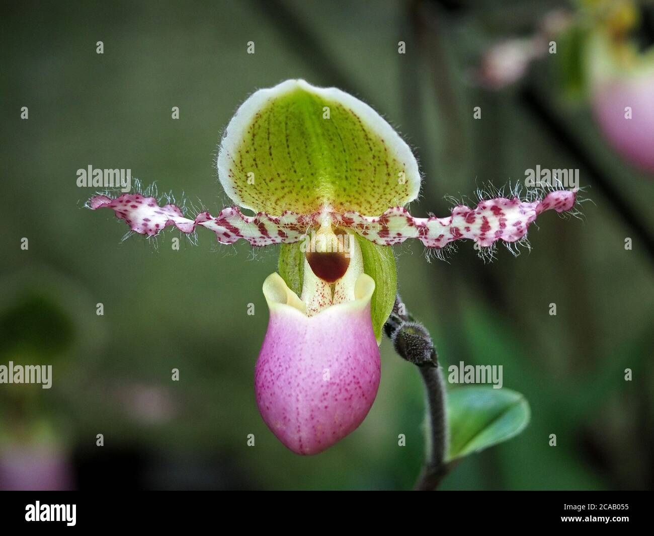 Fleur exotique colorée d'orchidée tropicale du slipper de Vénus sp Paphiopedilum (Une de la famille Slipper ou Ladies Slipper - Cypripedioideae) Banque D'Images