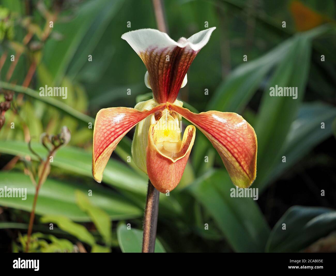 Fleur exotique colorée d'orchidée tropicale du slipper de Vénus sp  Paphiopedilum (Une de la famille Slipper ou Ladies Slipper -  Cypripedioideae Photo Stock - Alamy