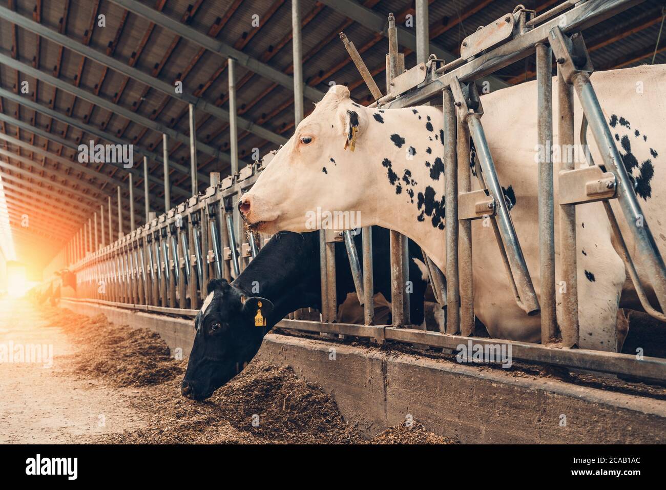 La vache blanche en gros plan dans la grange de la ferme laitière. Banque D'Images