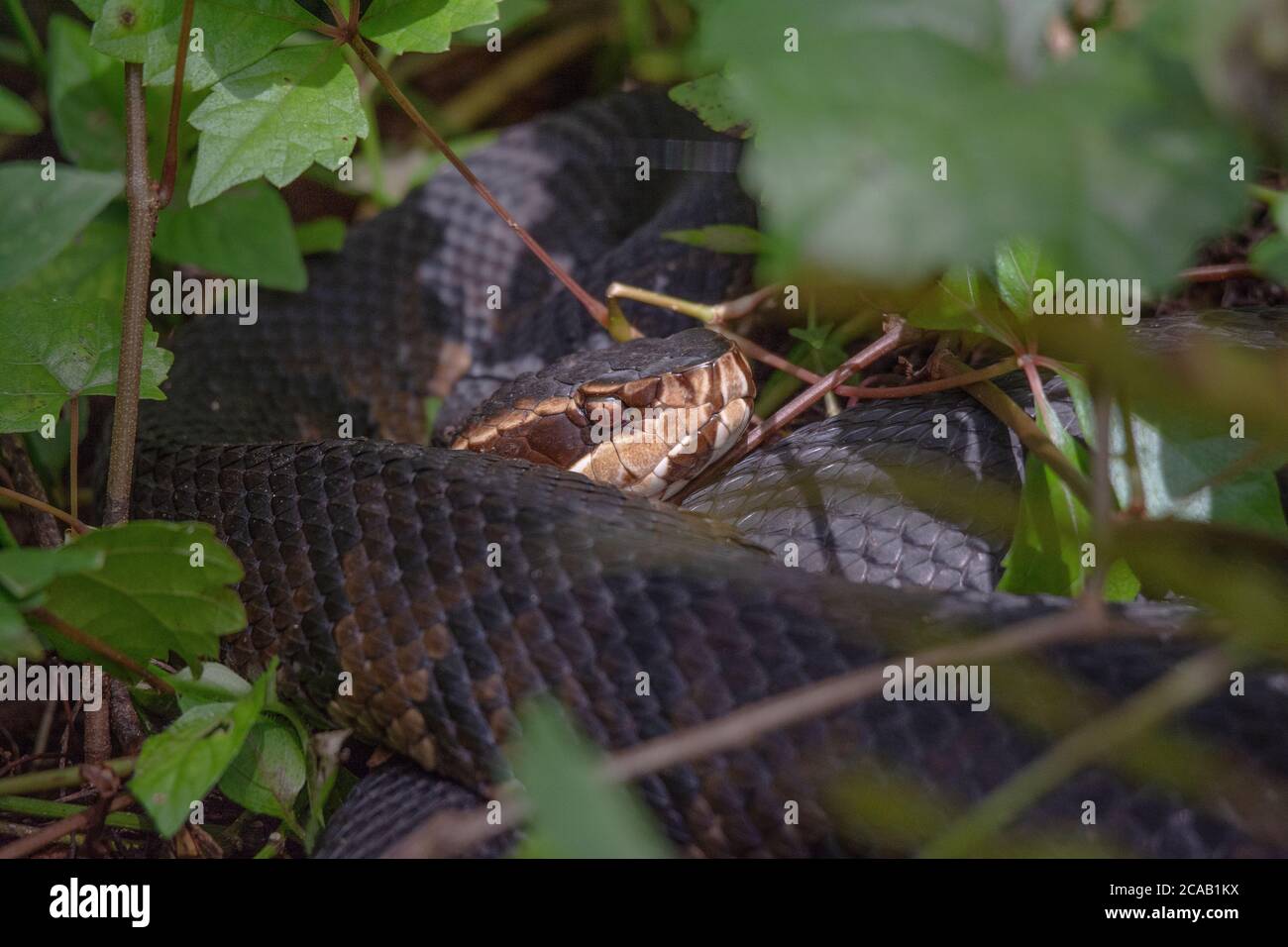 Le Cottonmouth de Floride, également connu sous le nom de serpent de mocassin d'eau, se cachant dans les bois Banque D'Images