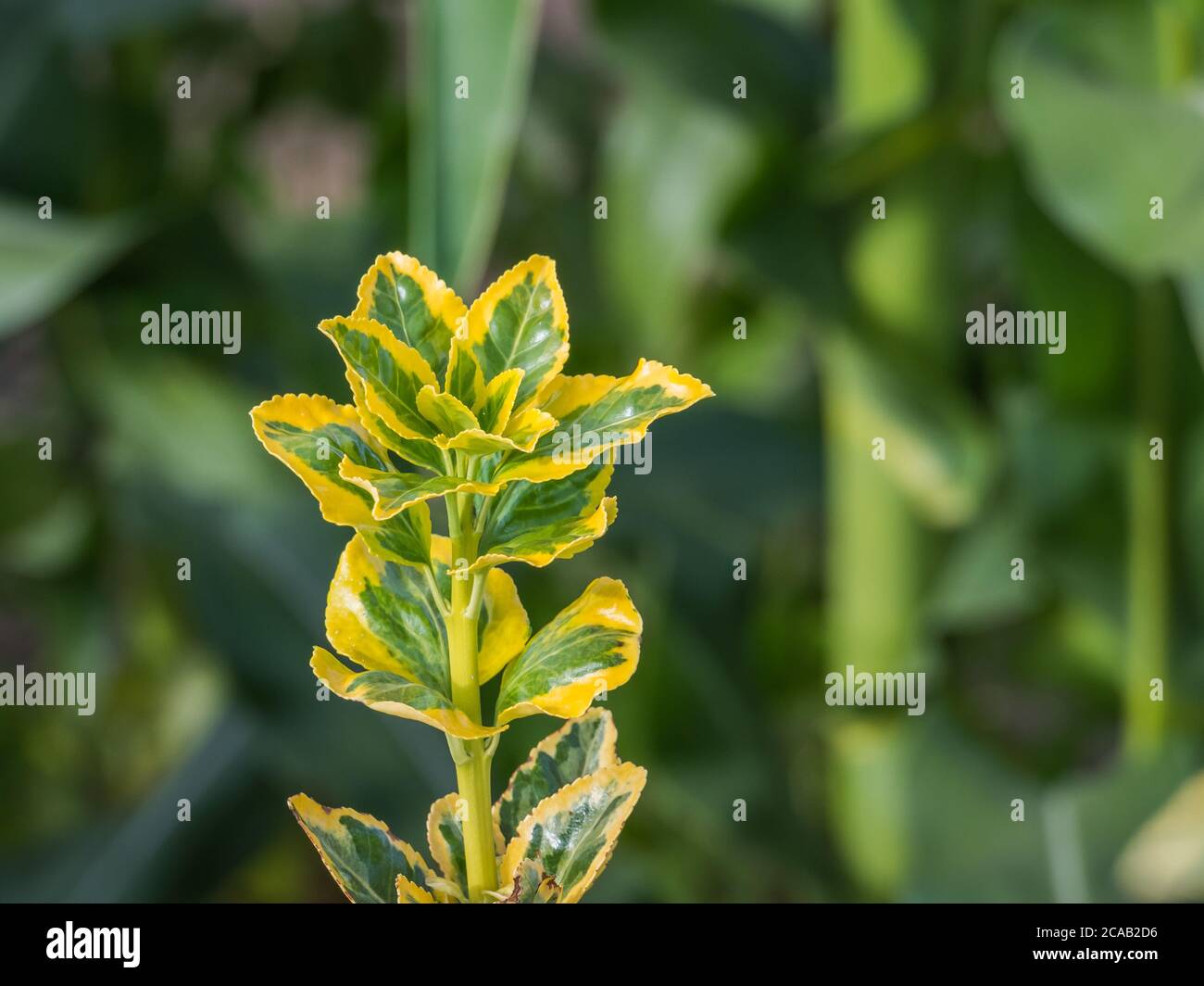 plante euonymus japonicus aureomarginatus vue rapprochée Banque D'Images