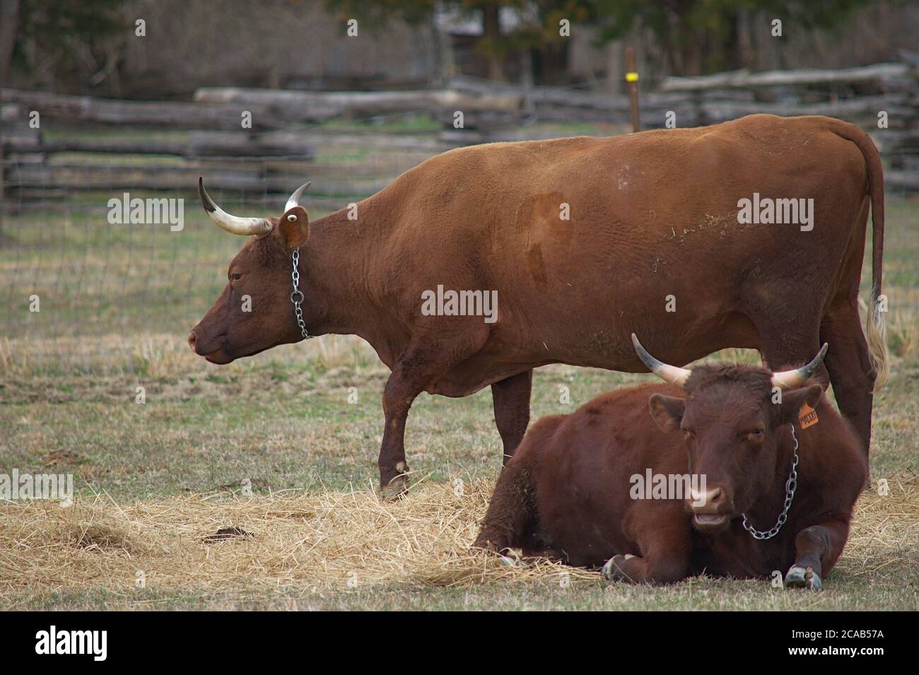 Vaches de traite du Devon arrière Banque D'Images