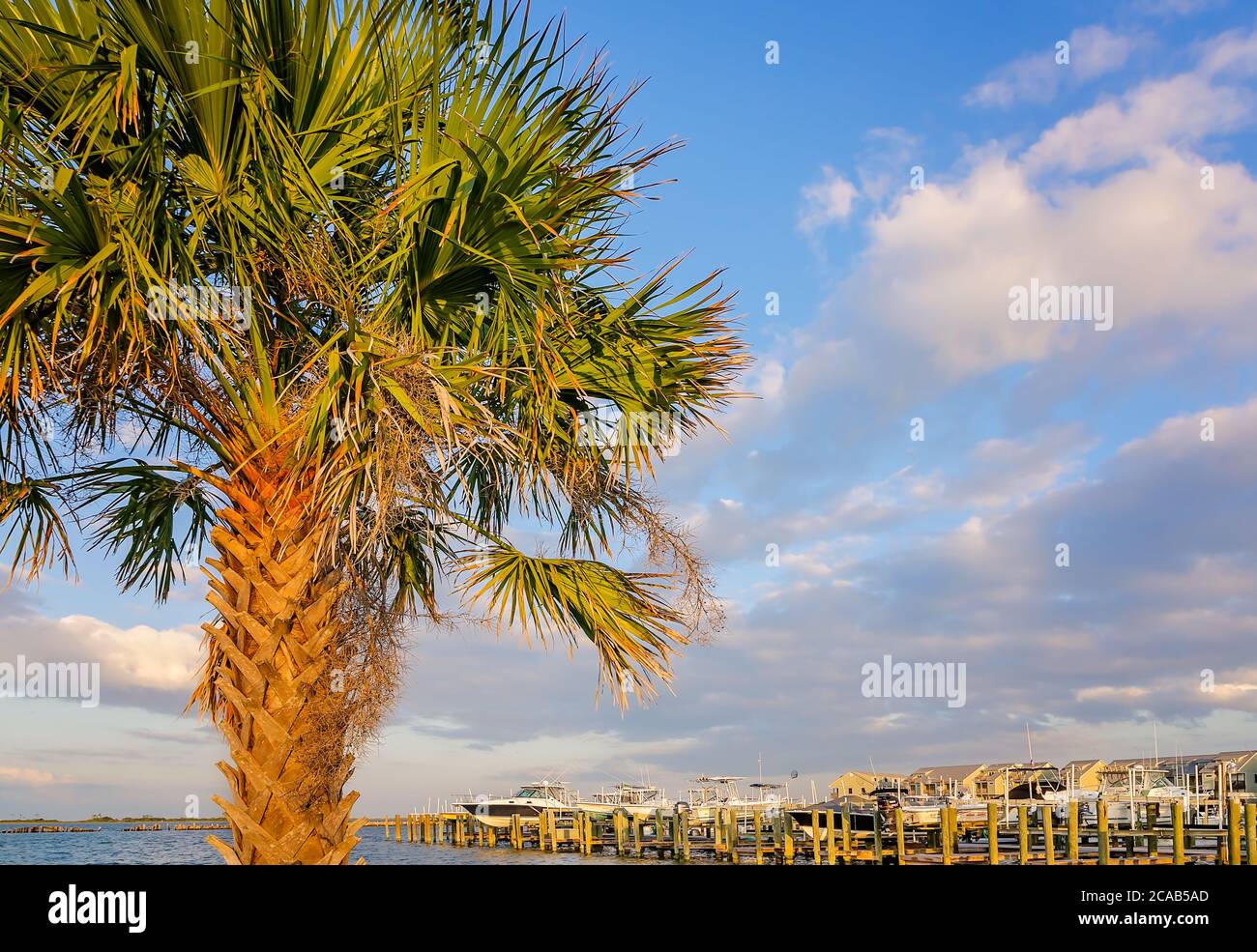 Un palmier se dresse devant les bateaux à la marina de Dauphin Island, le 9 octobre 2013, à Dauphin Island, en Alabama. Banque D'Images