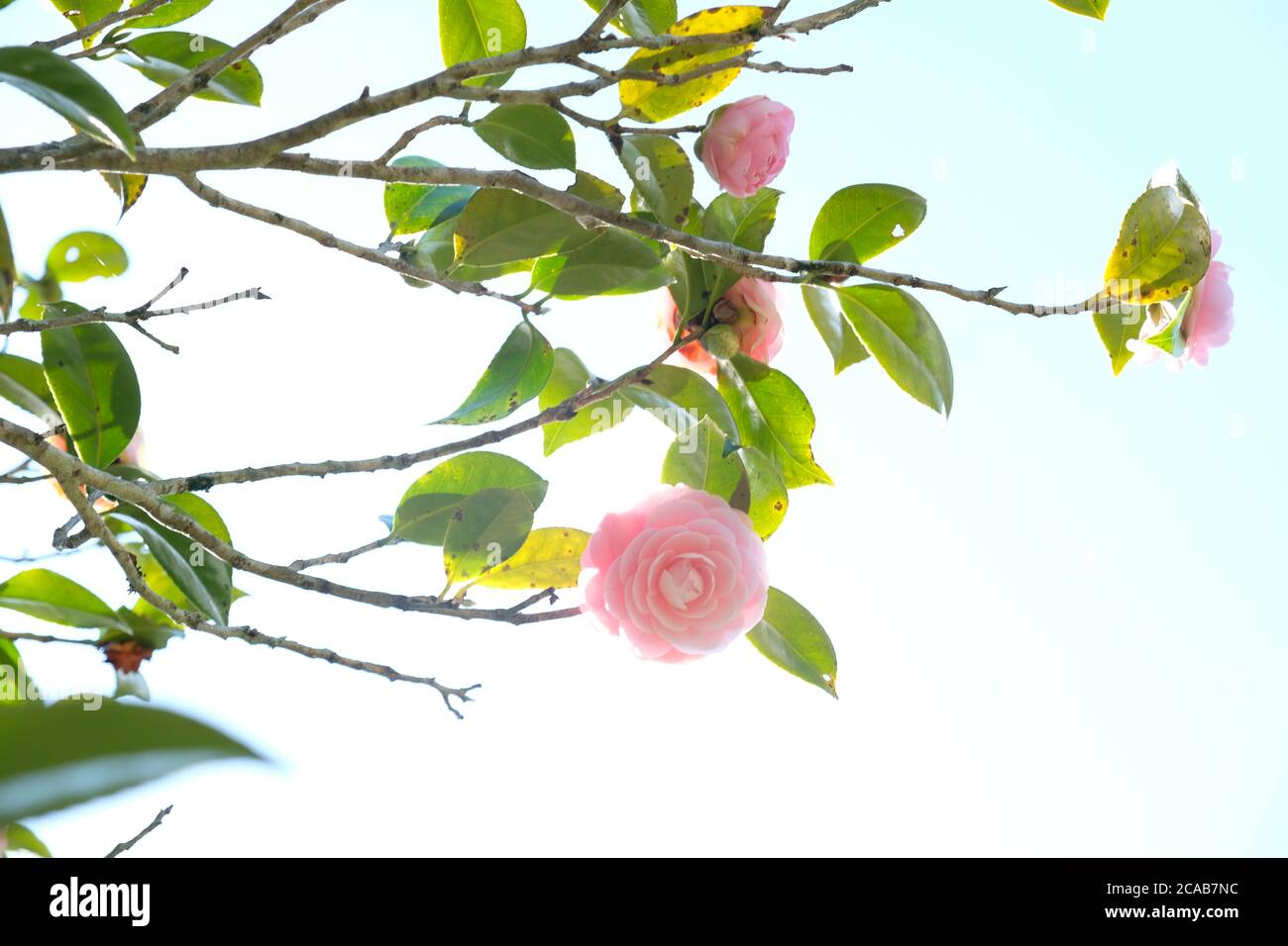 Camellia est un genre de plantes à fleurs de Theaceae. Le camélia rose représente l'amour éternel et le romantisme. C'est une fleur très respectée au Japon. Banque D'Images