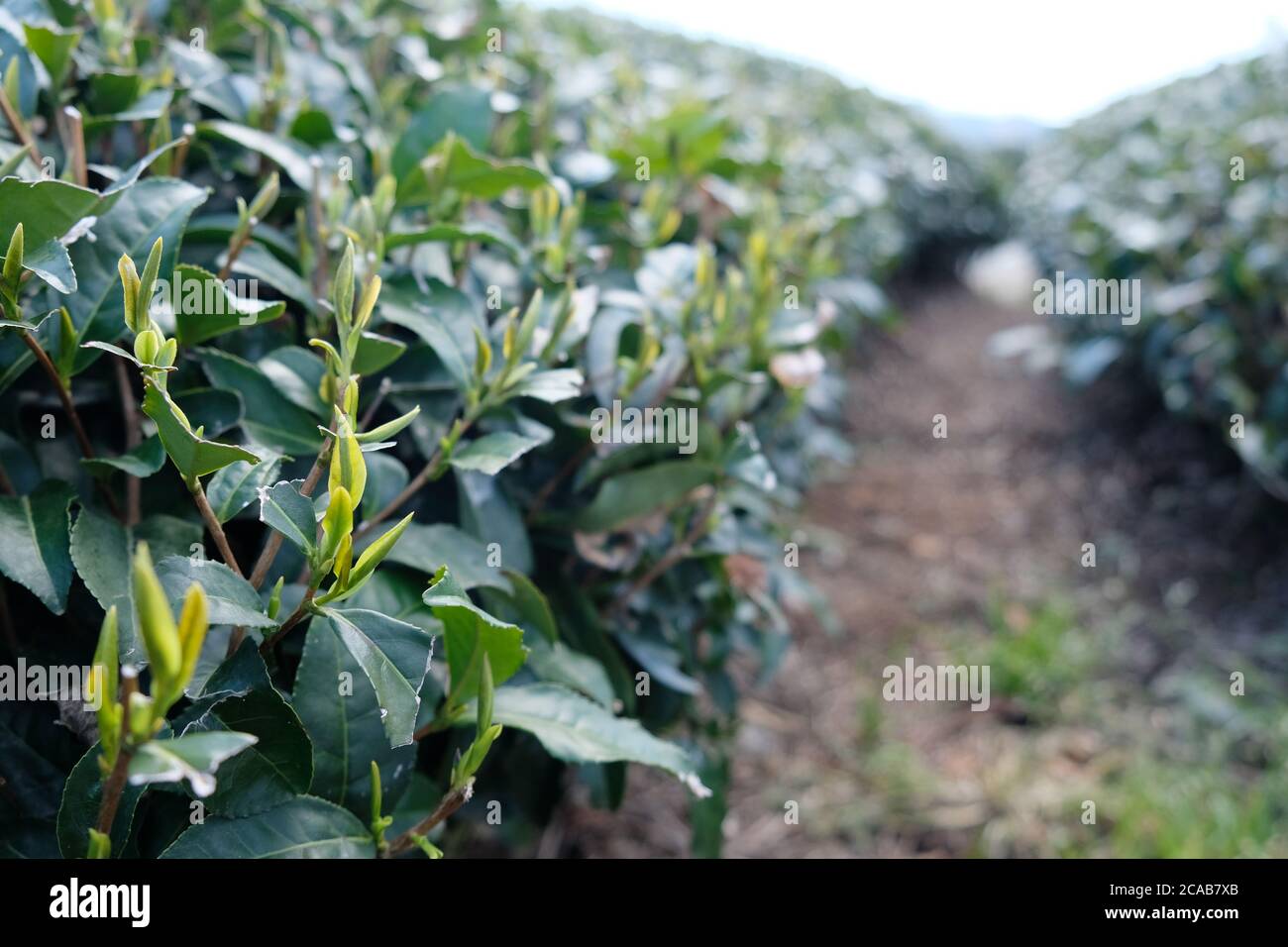 Germe frais de la plante de thé vert biologique au printemps à Fujieda, au Japon. Banque D'Images