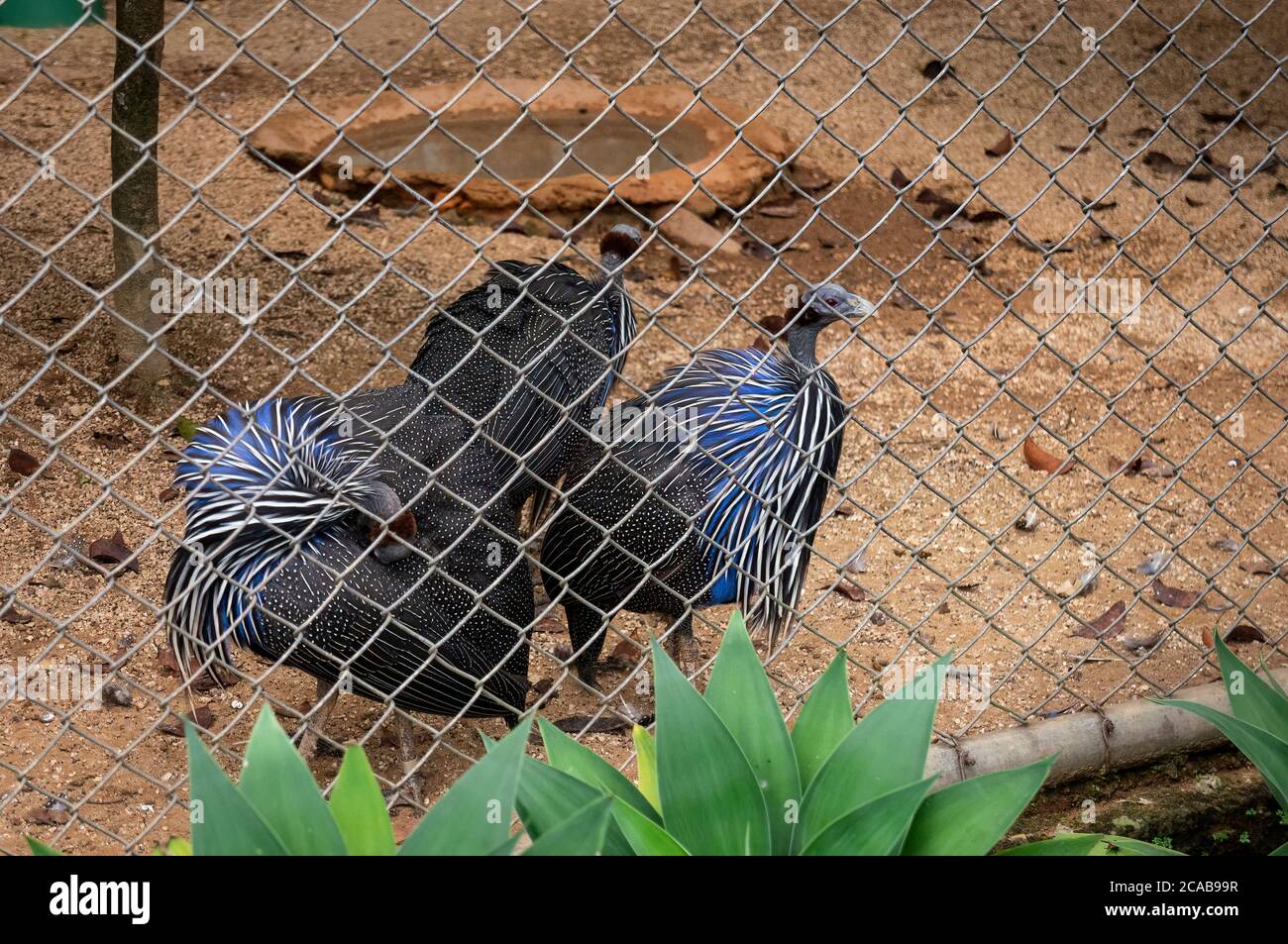 Un groupe de Guineafhid Vulturine (Acryllium vulturinum - la plus grande espèce de guineafhid) à l'intérieur de sa cage dans le jardin du zoo de Belo Horizonte. Banque D'Images