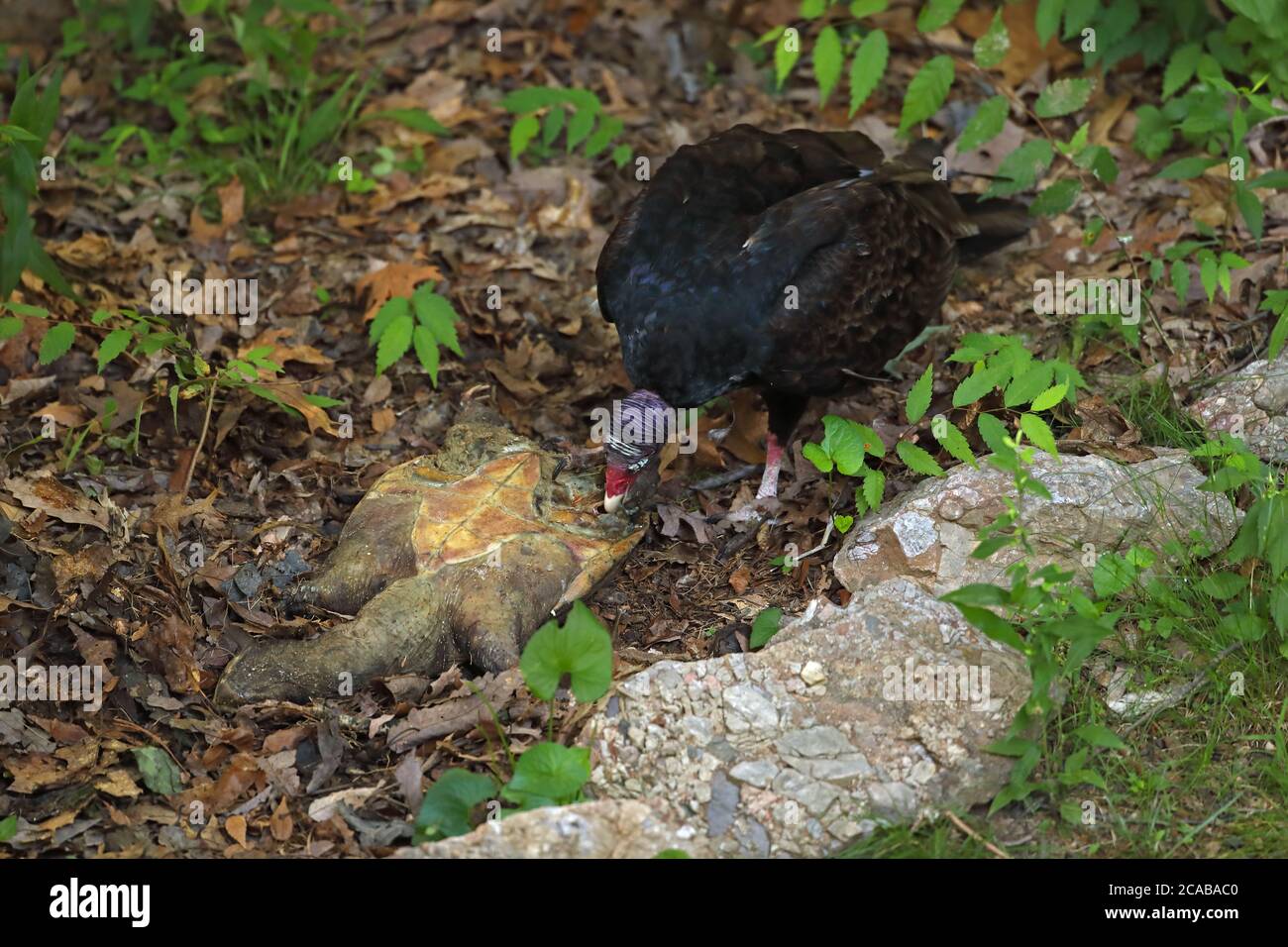 vautour de la dinde (Cathartes aura), se nourrissant de la tortue serpentine morte, (Chelydra serpentina), Maryland Banque D'Images