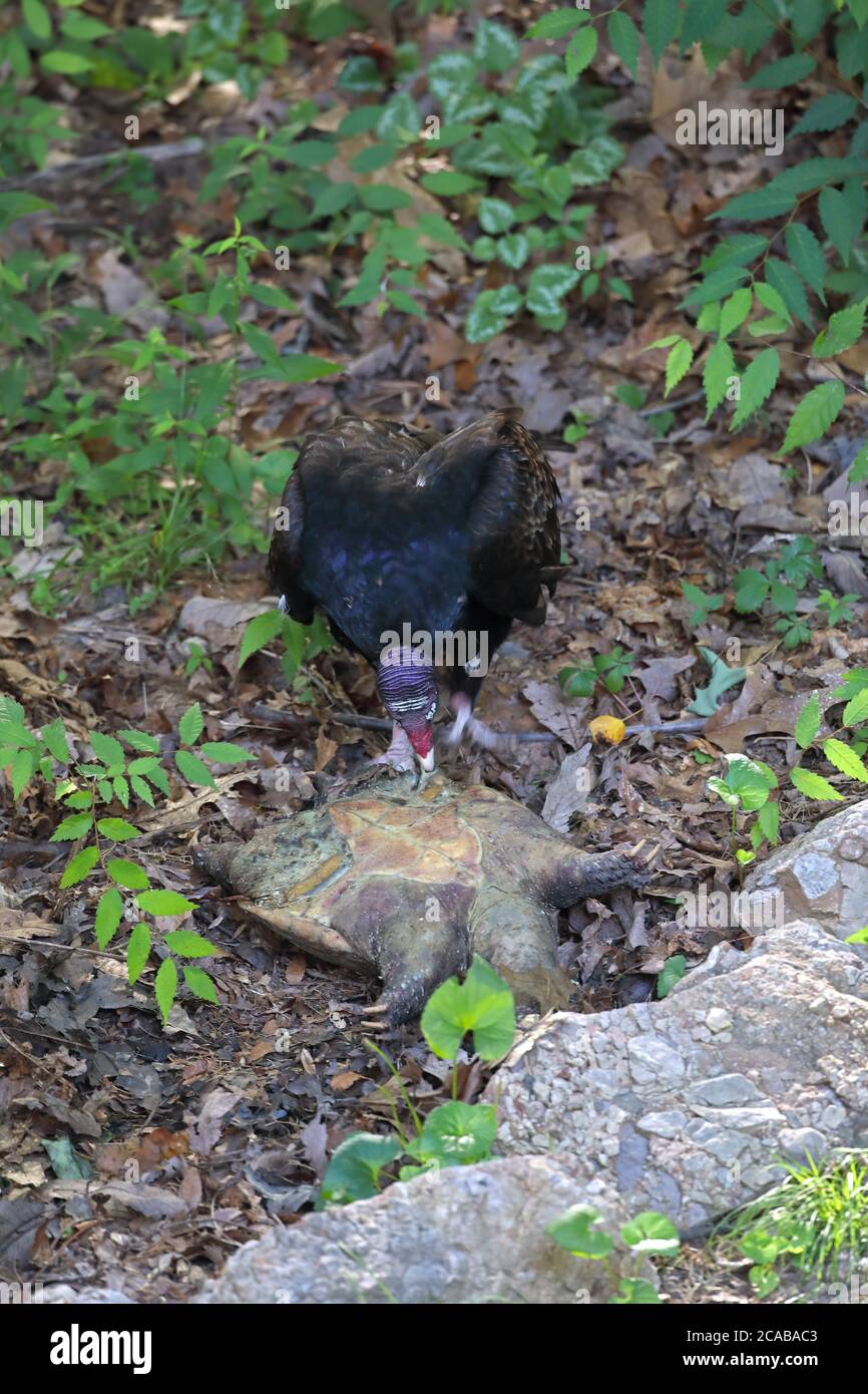 vautour de la dinde (Cathartes aura), se nourrissant de la tortue serpentine morte, (Chelydra serpentina), Maryland Banque D'Images