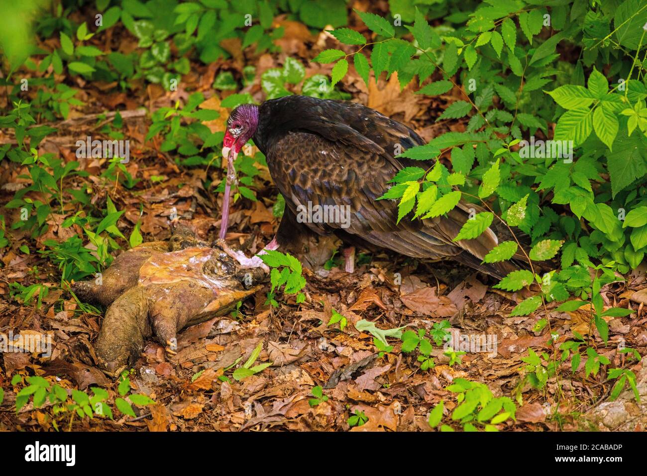 vautour de la dinde (Cathartes aura), se nourrissant de la tortue serpentine morte, (Chelydra serpentina), Maryland Banque D'Images