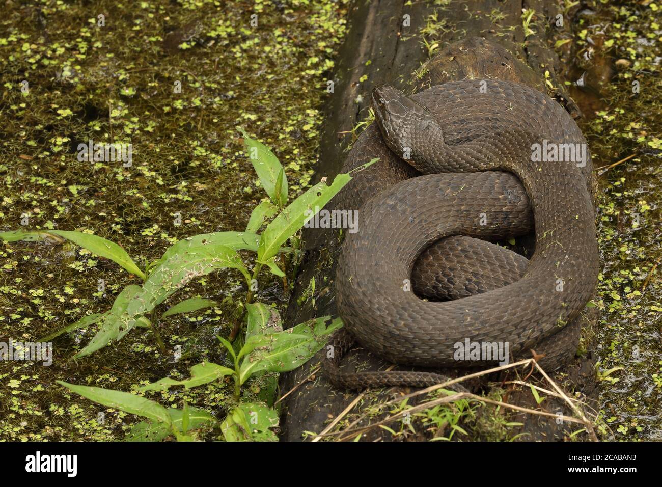 Serpent d'eau du Nord, Nerodia sipedon, Maryland, basking Banque D'Images