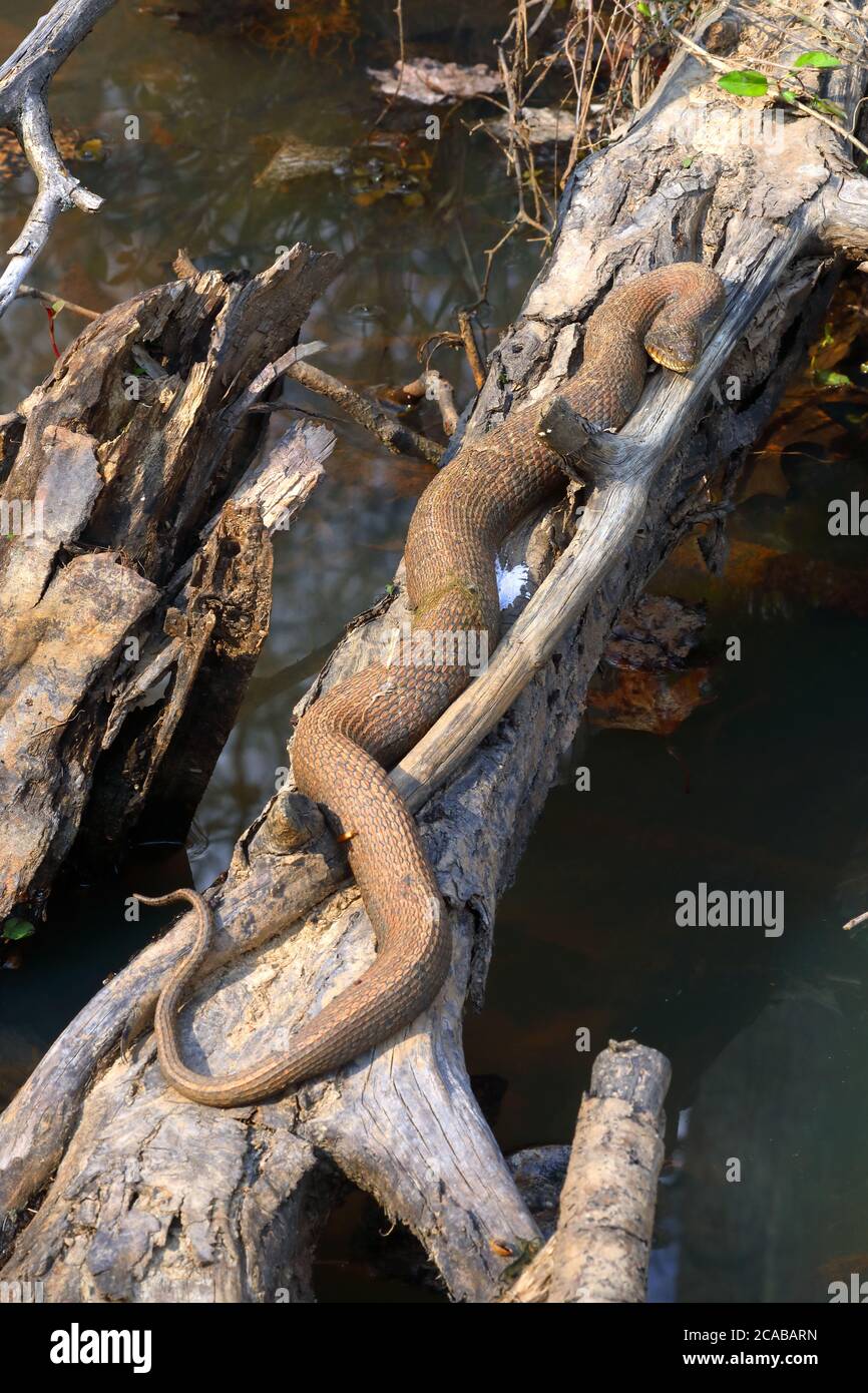 Serpent d'eau du nord (Nerodia sipedon), Maryland Banque D'Images