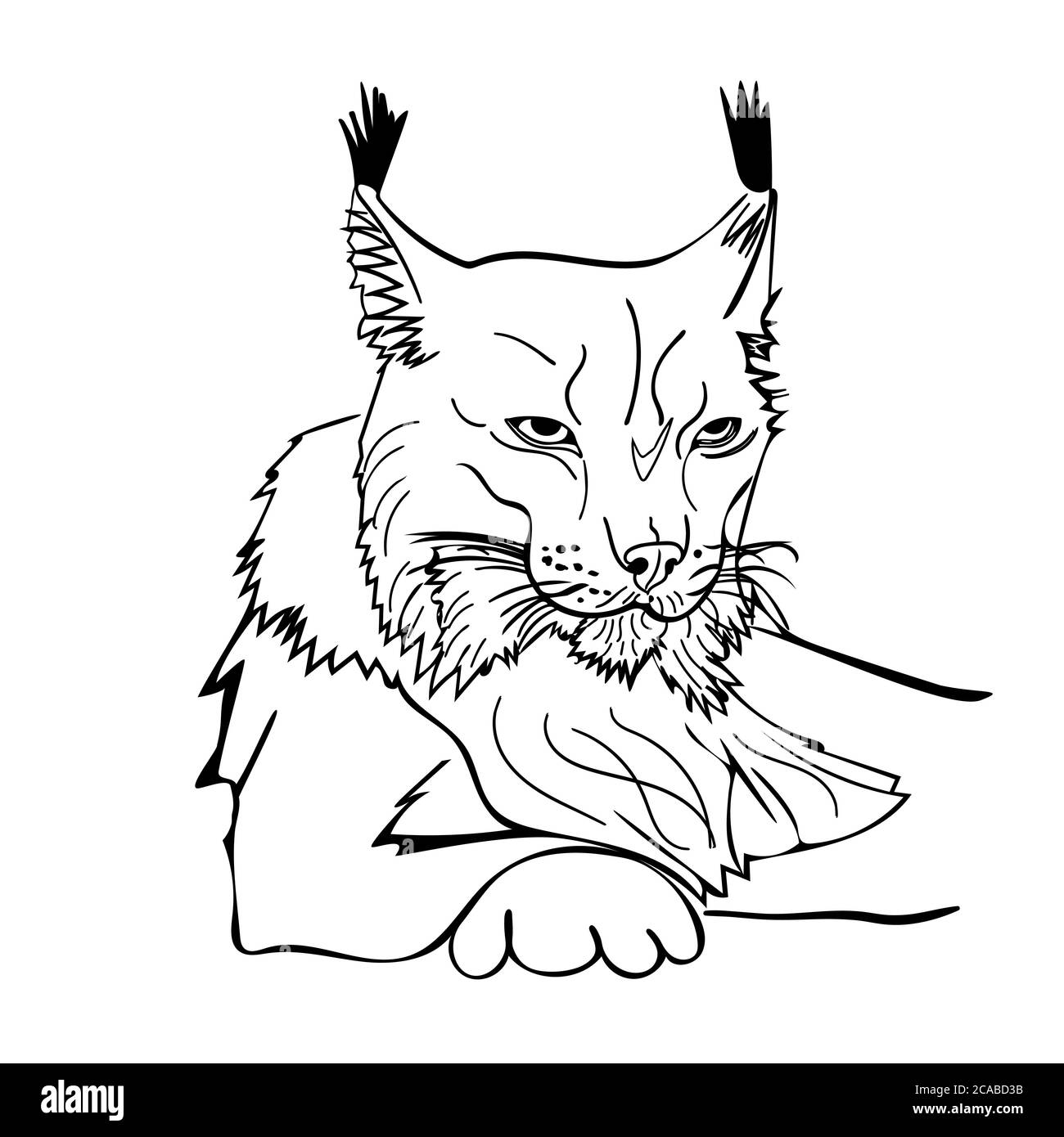 Portrait de lynx de style esquisse isolé sur fond blanc. Icône d'esquisse noire et blanche de chat sauvage. Wildcat en avant. Vecteur de brut Illustration de Vecteur