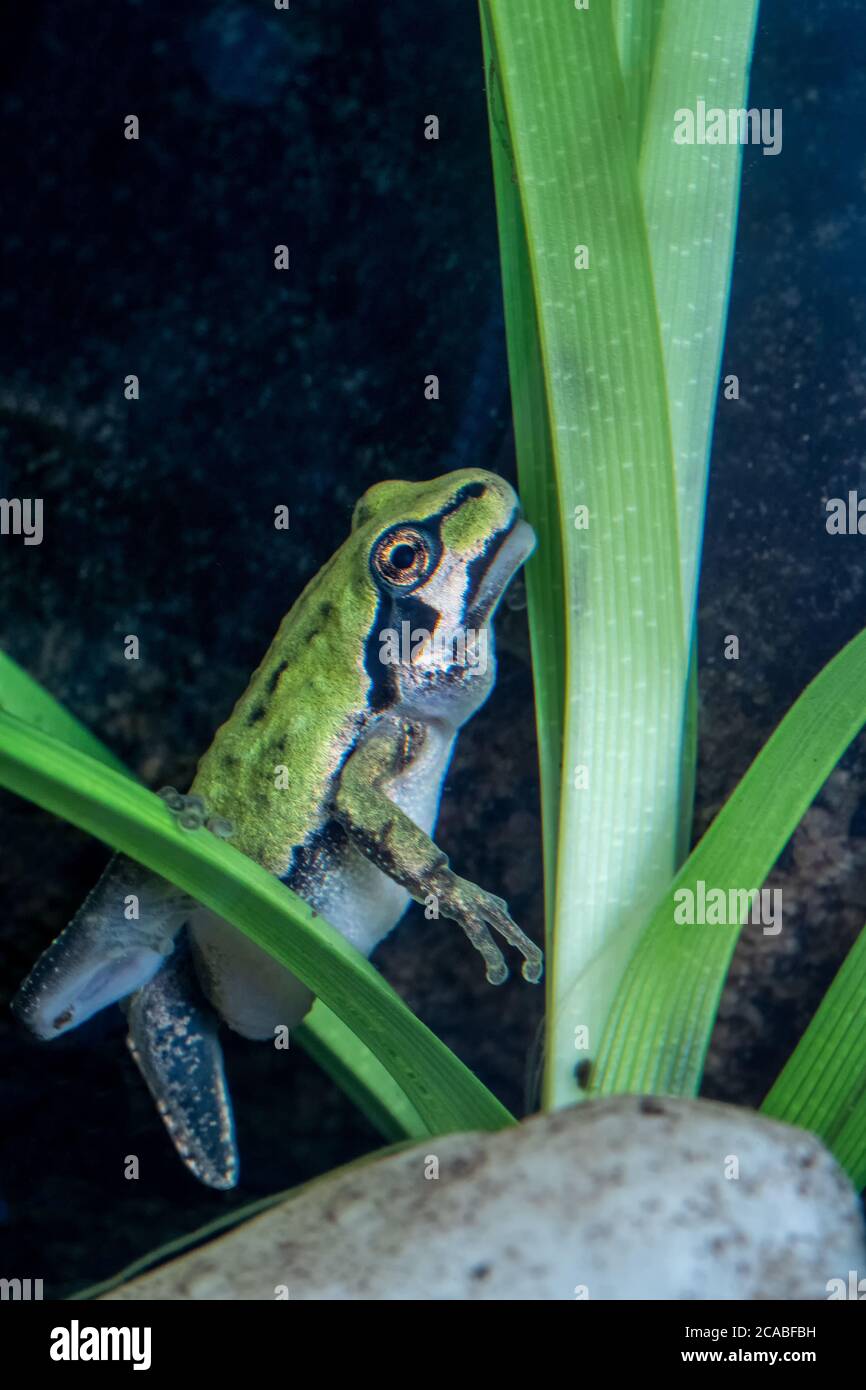 Une grenouille d'arbre du Pacifique dans le stade de grenouille, qui est presque une grenouille mature. Ils respirent avec des poumons, mais ont encore une petite queue. Dans un aquarium. Banque D'Images