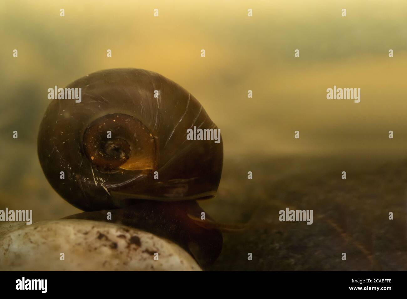 Escargot D Eau Douce Banque D Image Et Photos Alamy