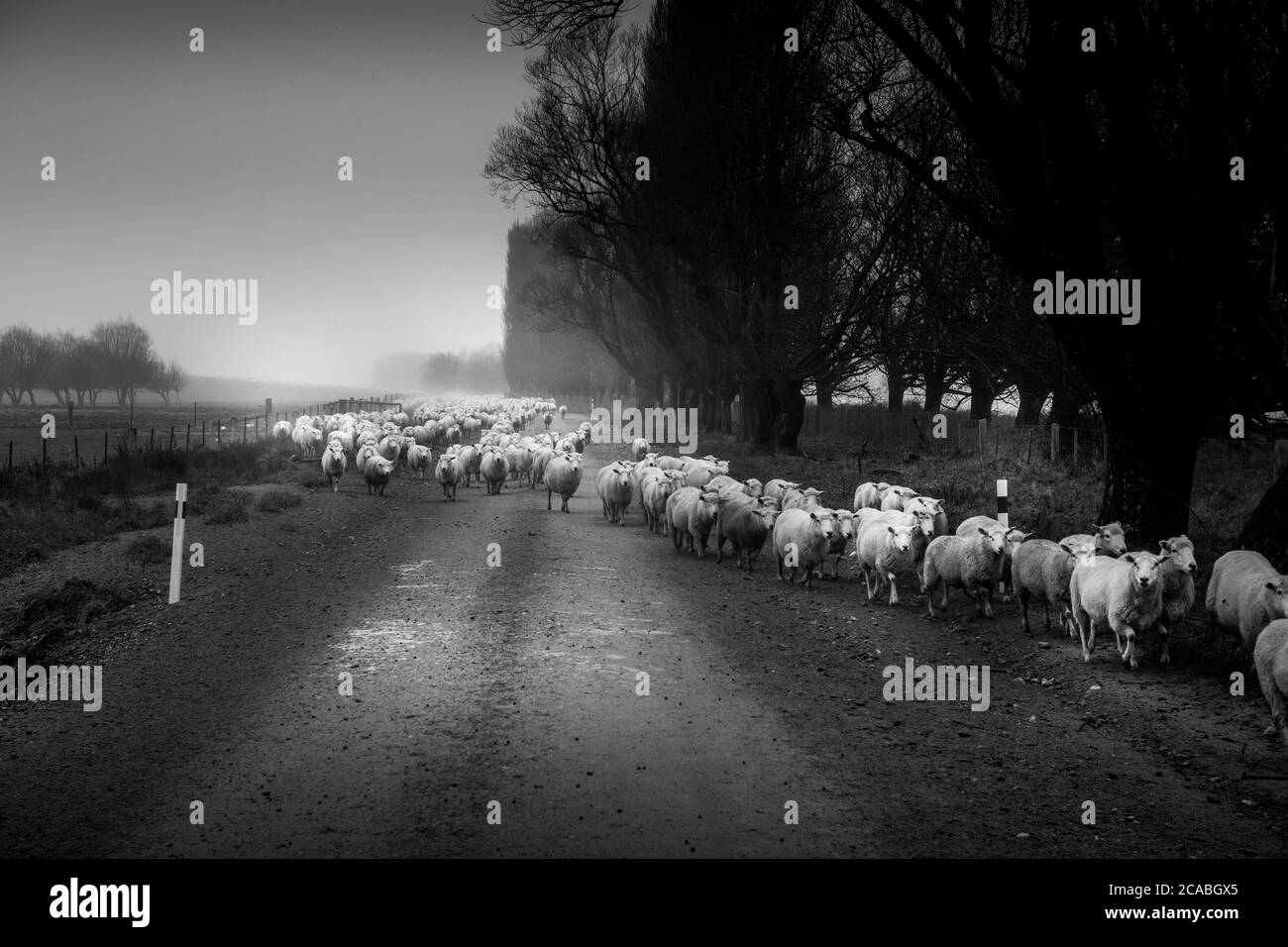 Image en noir et blanc d'un troupeau de moutons en train d'être rassemblé sur une route rurale Mt Aspiring Station, Nouvelle-Zélande Banque D'Images