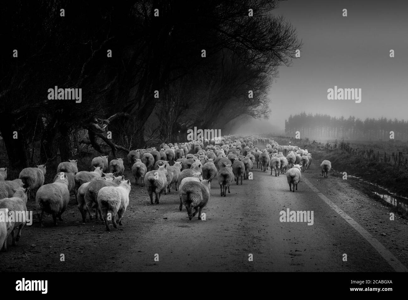 Image en noir et blanc d'un troupeau de moutons en train d'être rassemblé sur une route rurale Mt Aspiring Station, Nouvelle-Zélande Banque D'Images