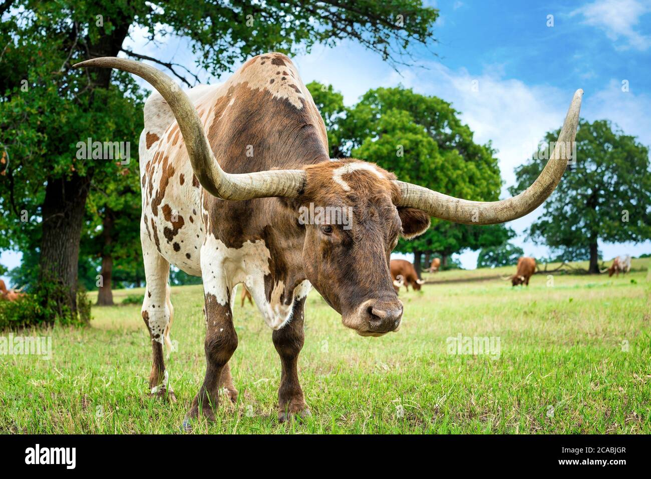 Gros plan sur le pacage de Longhorn du Texas dans le pâturage d'été Banque D'Images