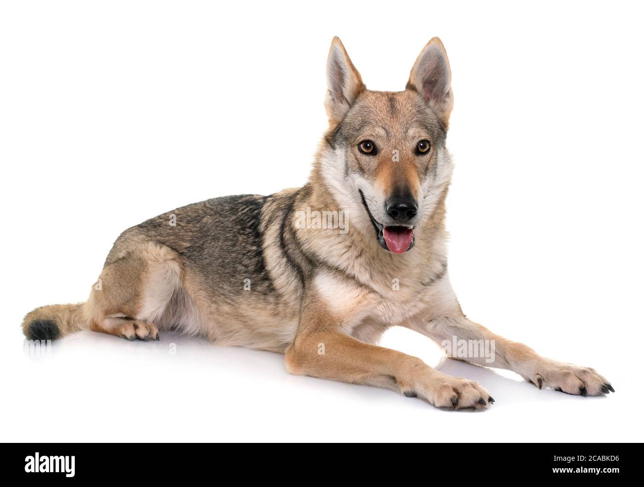 Chien Loup tchécoslovaque in front of white background Banque D'Images