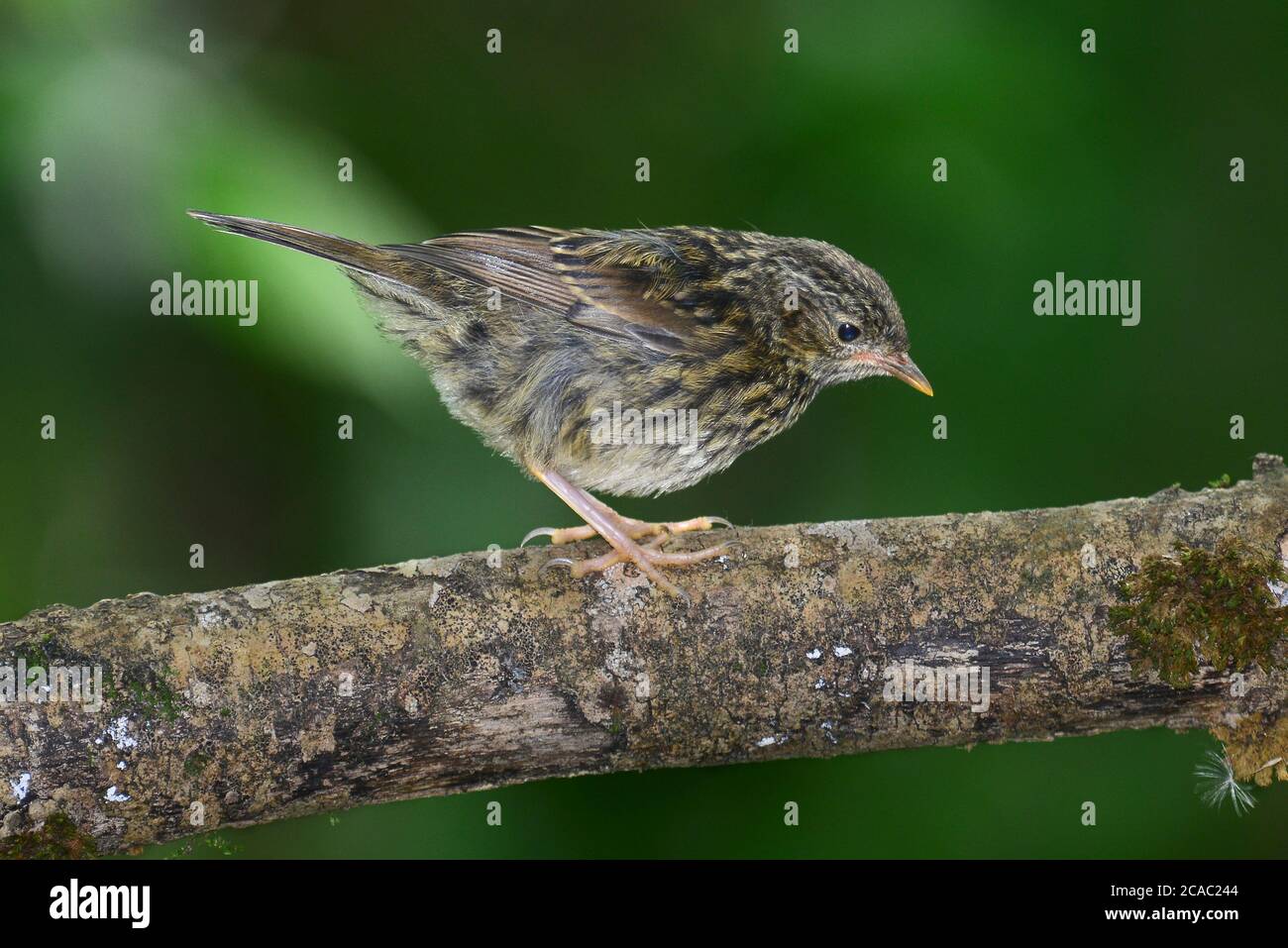 jeunes dunnock perchés Banque D'Images