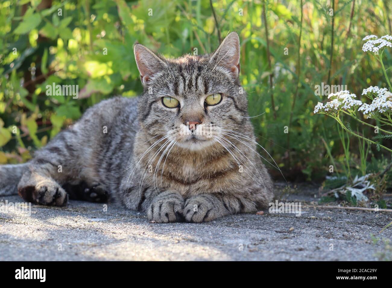 chat gris reposant devant la prairie d'été Banque D'Images