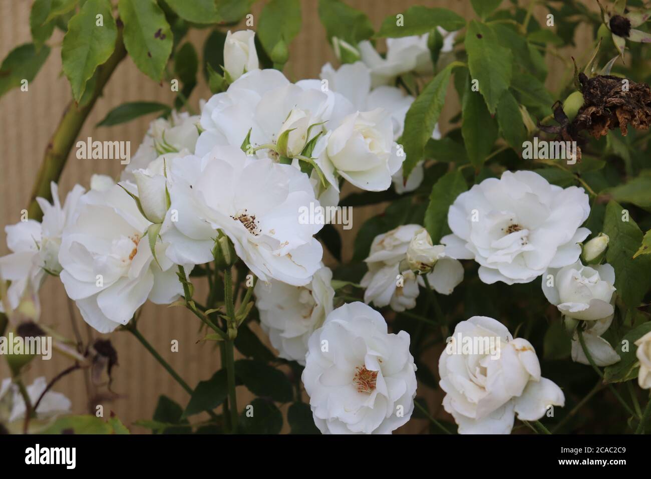 Roses blanches en fleur Banque D'Images