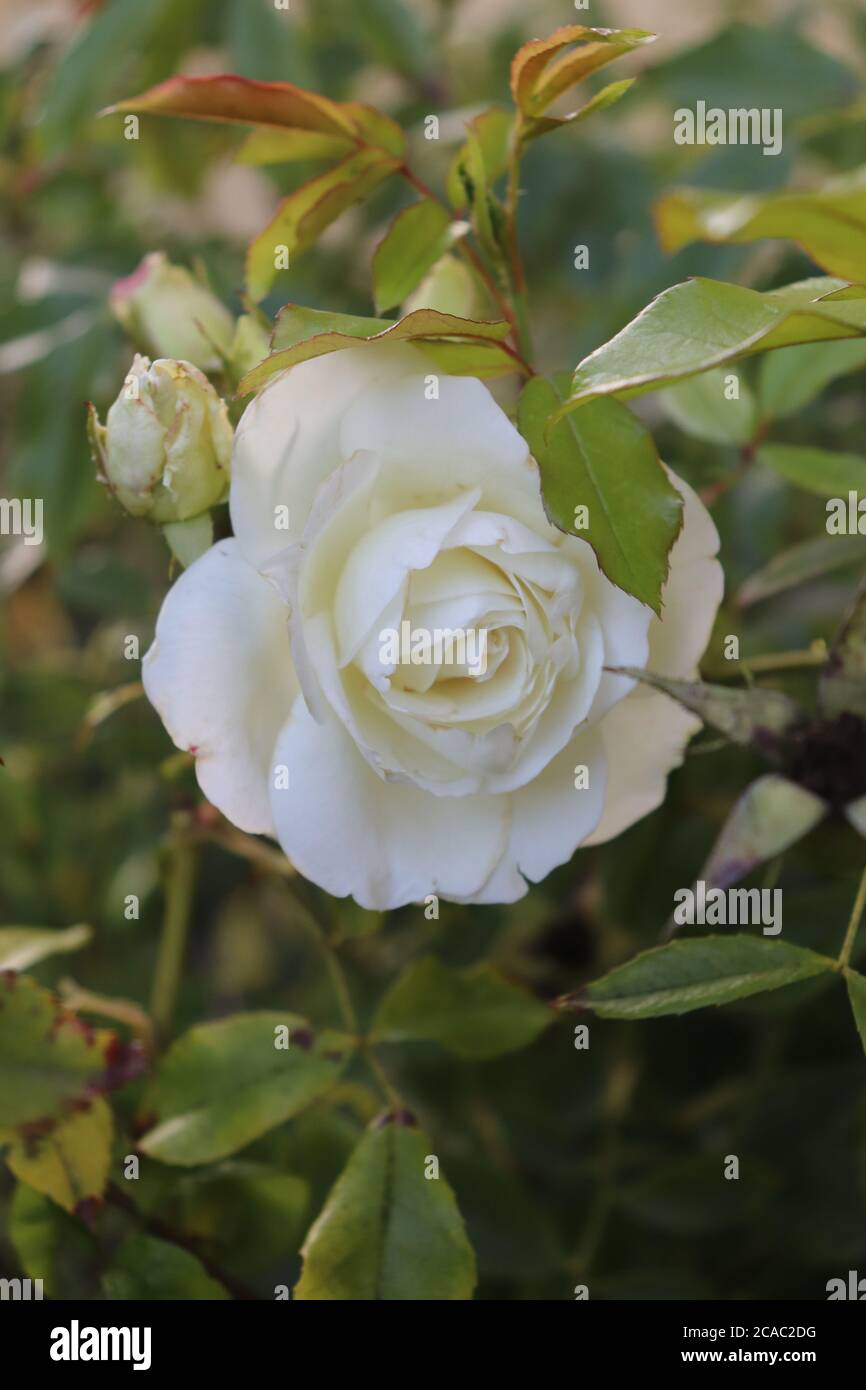Rose blanche avec bourgeons en gros plan Banque D'Images