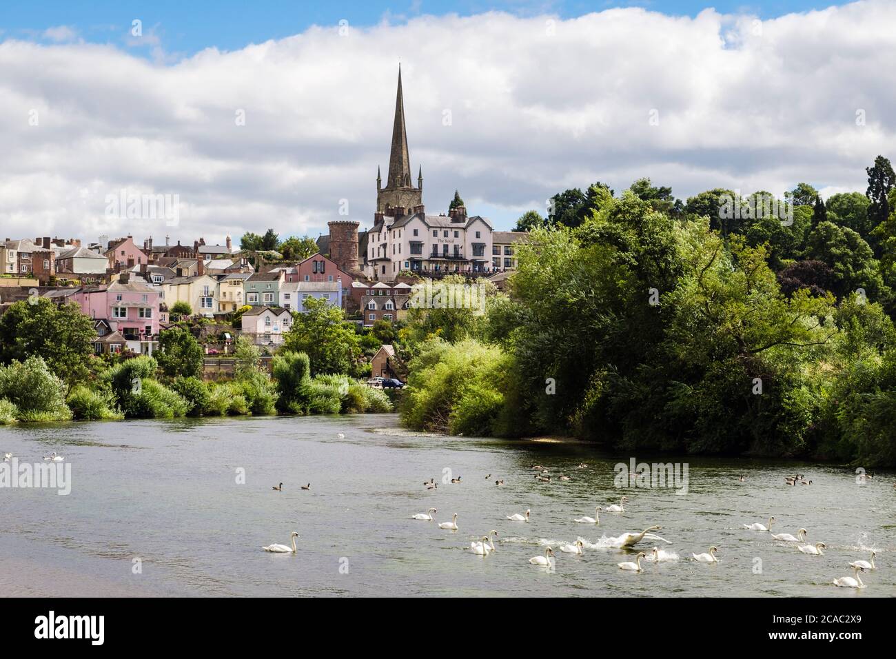 Cygnes et oies se nourrissant sur la rivière Wye avec vue sur la vieille ville au-delà. Ross on Wye, Herefordshire, Angleterre, Royaume-Uni, Grande-Bretagne Banque D'Images