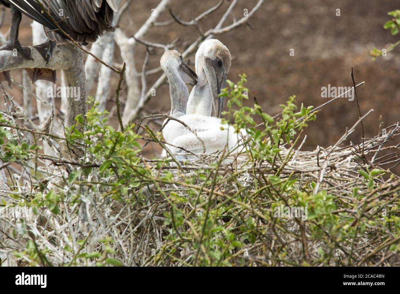 Jeunes pélicans bruns assis dans leur nid dans un arbre de palo santo, sur la côte de l'île de Rabida, dans l'archipel des Galapagos. Ein junger Braunpelika Banque D'Images